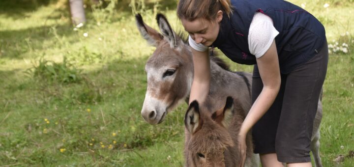 Embellir la peau grâce au lait d'ânesse