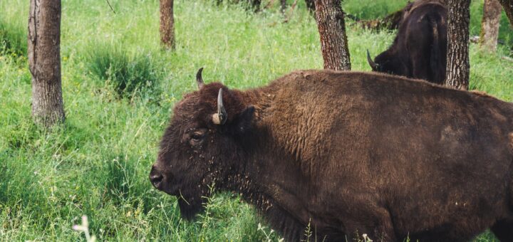 prennent soin des derniers bisons d’Europe
