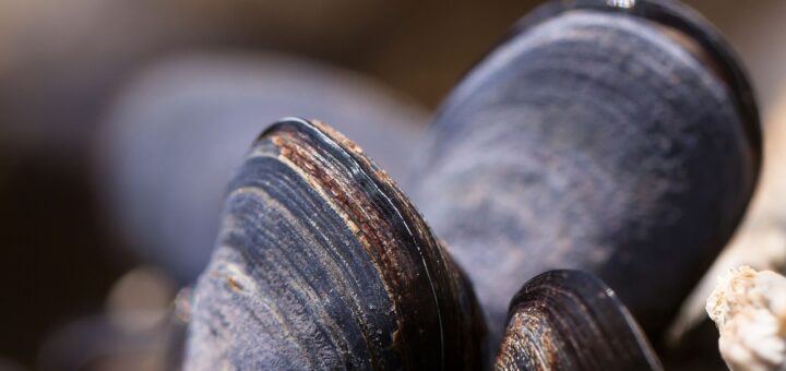 La moule de bouchot : une spécialité française