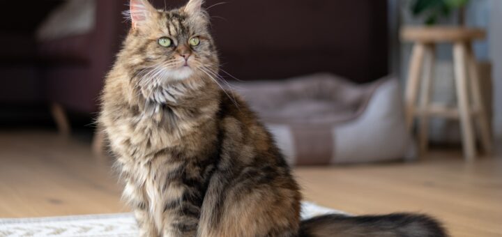 Maine coon : des chats qui aiment le froid
