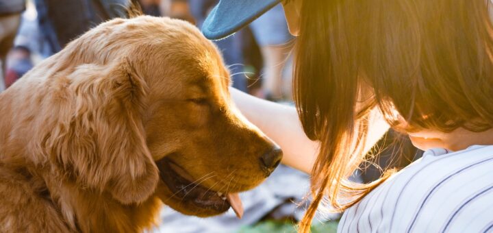 Animaux : comment les protéger des coups de chaud ?