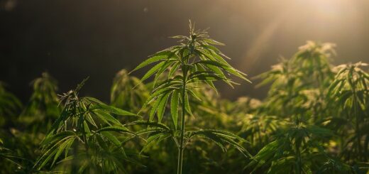 Les bienfaits du chanvre pour la peau