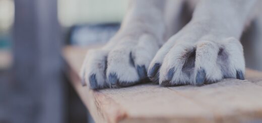 Comment bien couper les griffes du chien ?