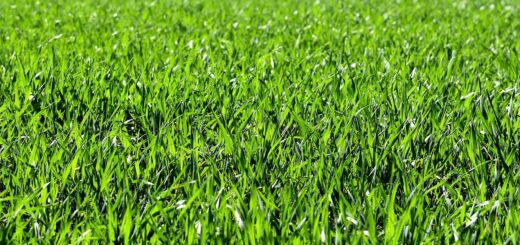 Espace vert sans entretien et sans souci : le gazon synthétique