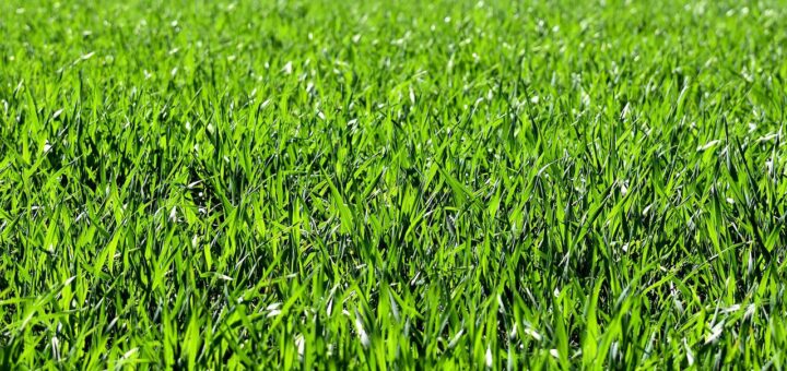 Espace vert sans entretien et sans souci : le gazon synthétique