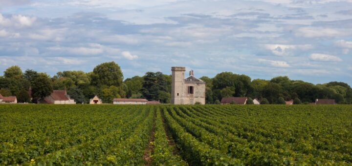 Investir dans les vignes : pourquoi pas ?