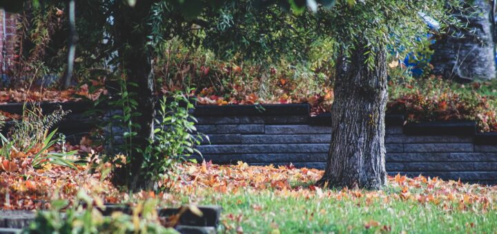 Jardin : 5 bons gestes avant l’automne