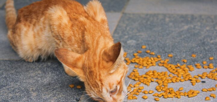 Les aliments toxiques pour le chat