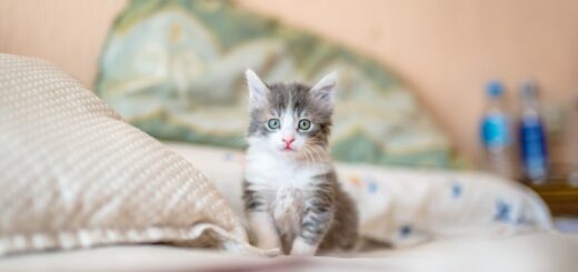 Quelle alimentation pour le chaton ?