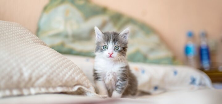 Quelle alimentation pour le chaton ?