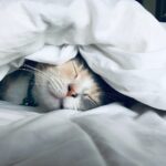 Tout savoir sur le sommeil des chats