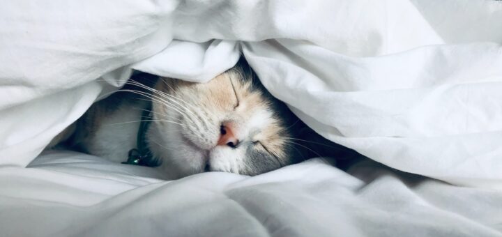 Tout savoir sur le sommeil des chats