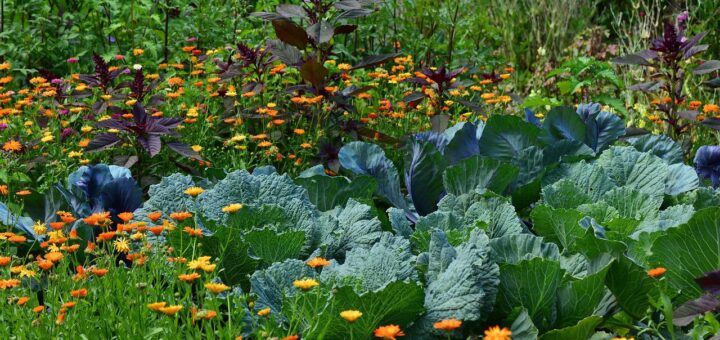 Un potager original en 3 étapes