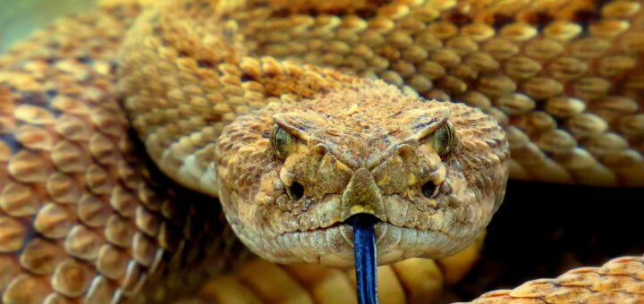 Peut-on faire assurer n'importe quelle espèce d'animaux ?