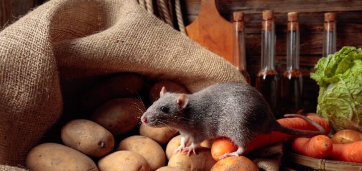 À la Découverte d'une Entreprise de Dératisation à Béziers