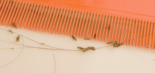 Poux, un cauchemar bien réel... Mais heureusement, les instituts anti-poux viennent à la rescousse !