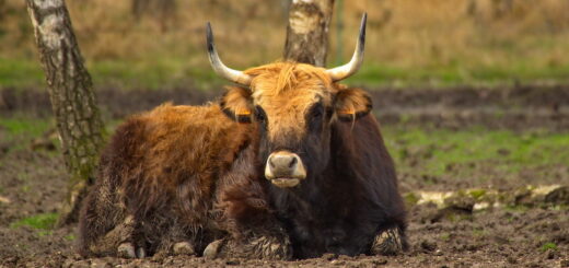 L'aurochs, le dernier animal préhistorique