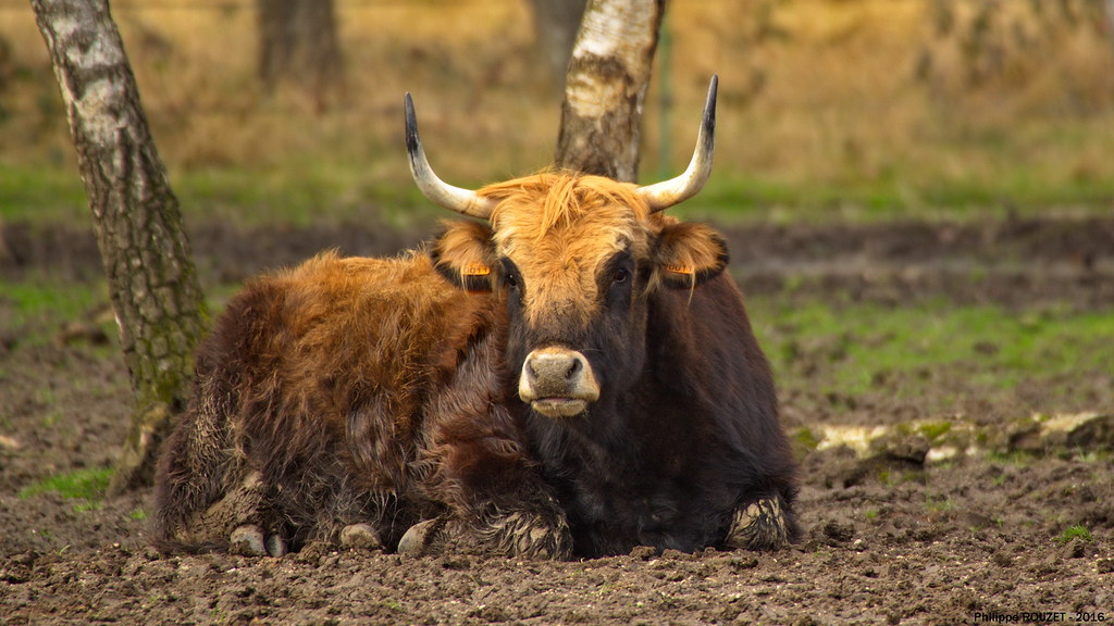 L'aurochs, le dernier animal préhistorique